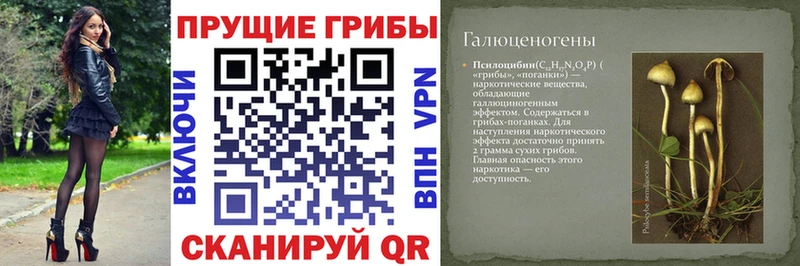 Купить  Зуевка  Галлюциногенные грибы GOLDEN TEACHER 